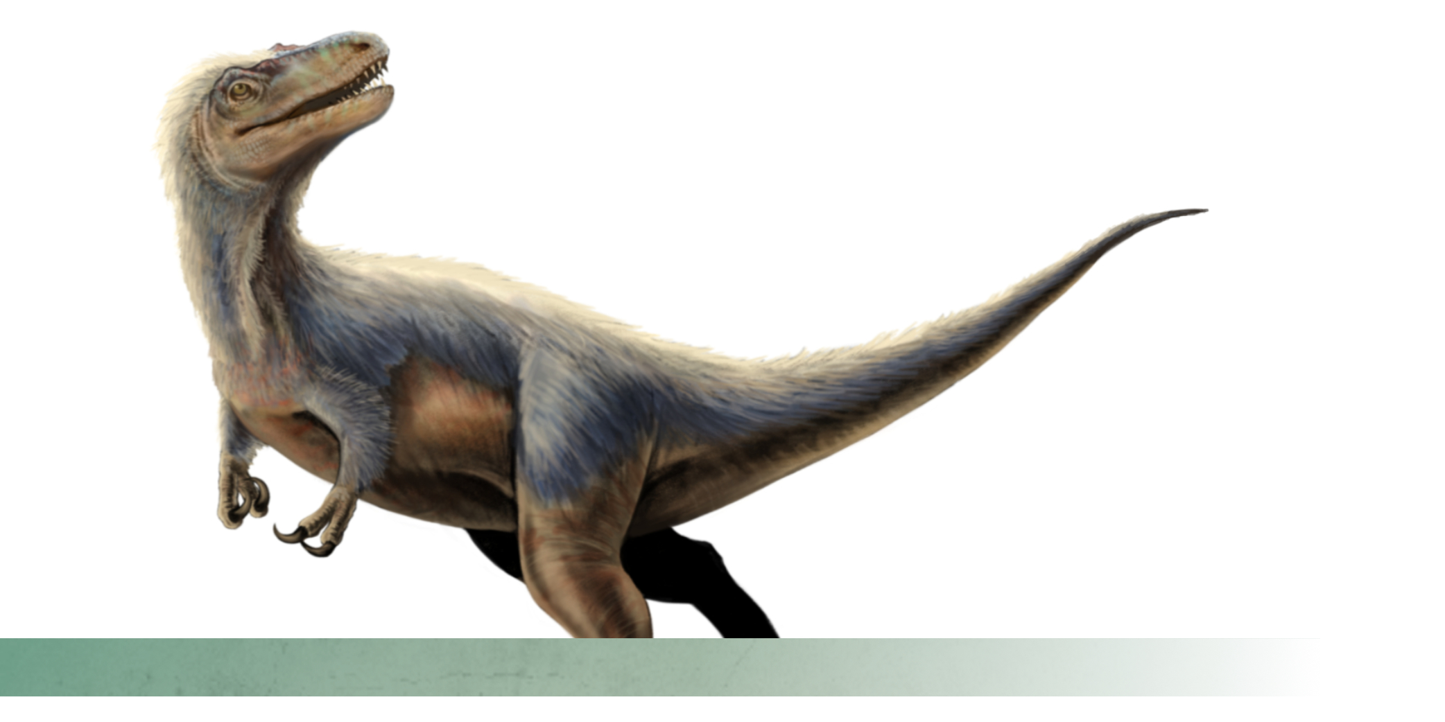 timurlengia illustration